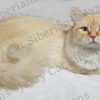 Healthy Cat Breeding, Cat Breeding Windsor & Fort Collins, CO Jazzy